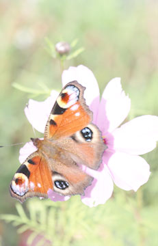 Berufliche herausforderungen